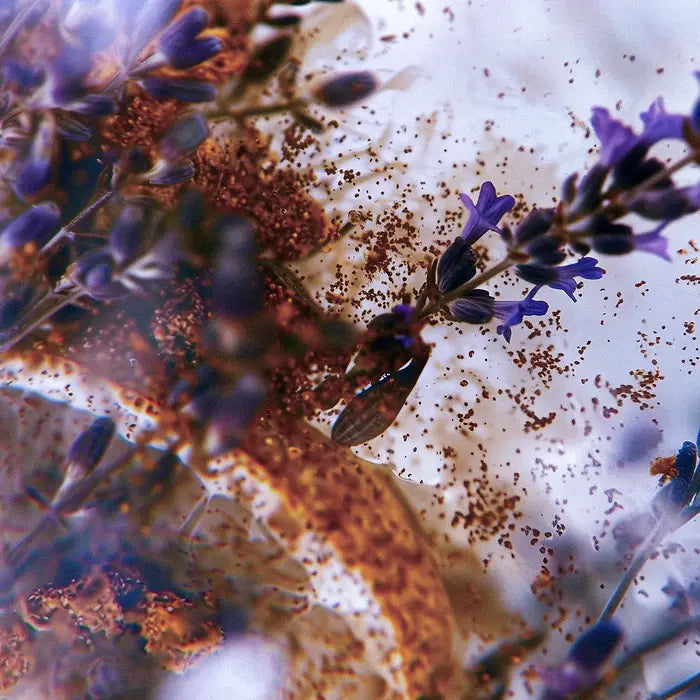 Eau de Parfum Chiaroscuro