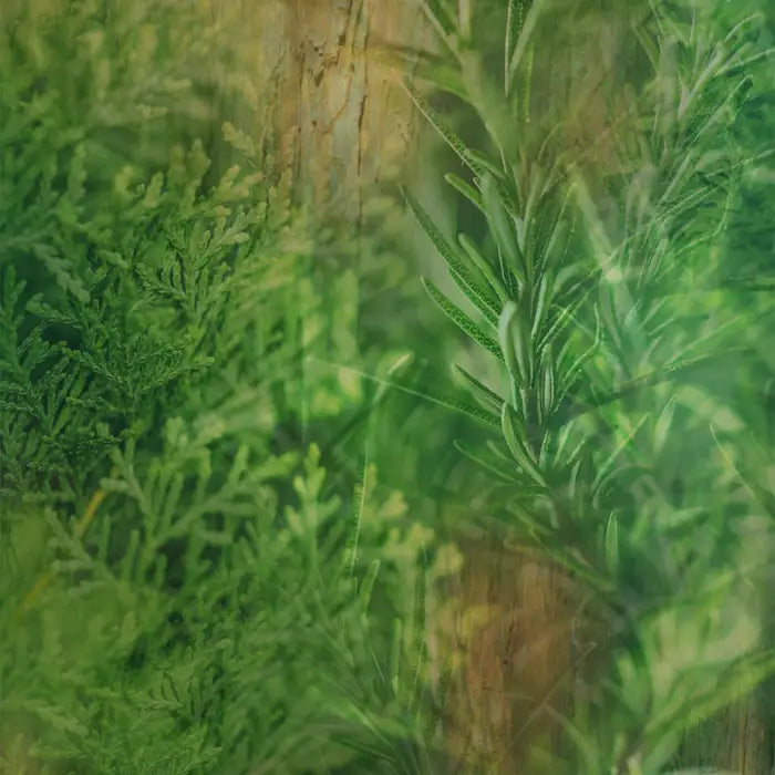 Hand Soap Cypress and Rosemary