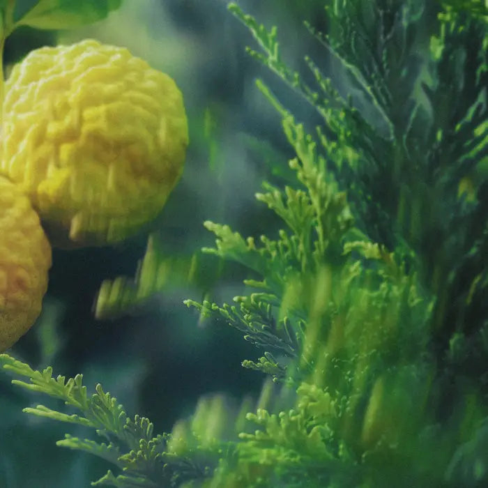 Eau de Parfum Capogiro